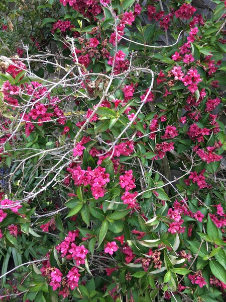 Weigela - should I prune?