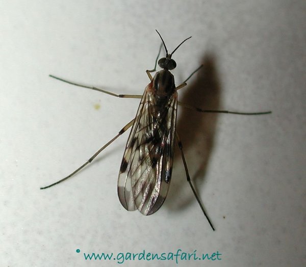 AIBU to wonder wtf these bugs are?
