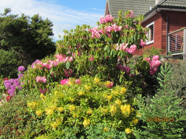 Poorly rhododendron