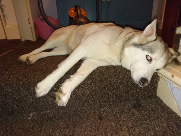 Obsessed husky