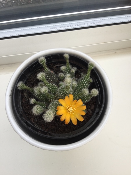 Any cacti/succulent fans about? Plant identification needed please.