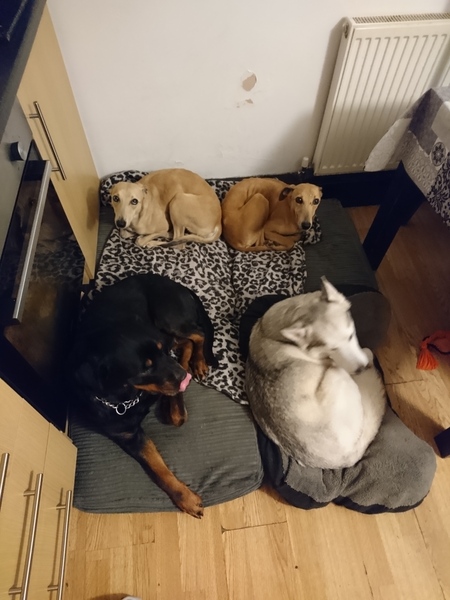Show me your dogs