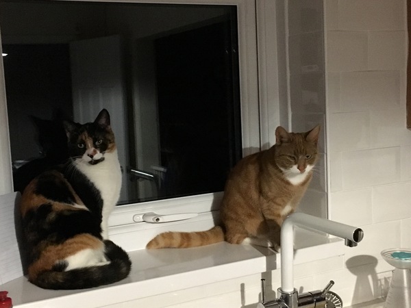 What do you have on your kitchen windows and window sills?