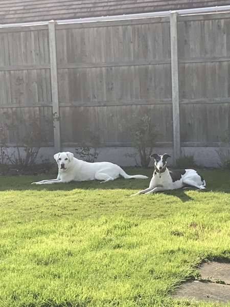 To adopt an 11 year old dog?