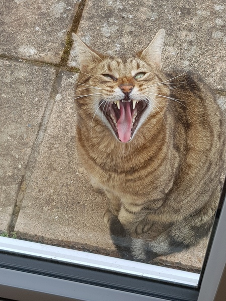 Next door's -thug- cat