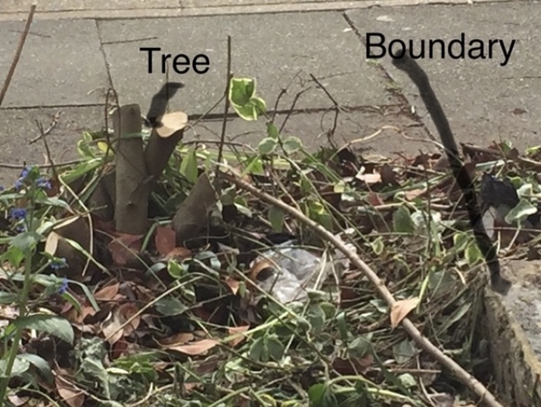 Neighbours have chopped our tree down