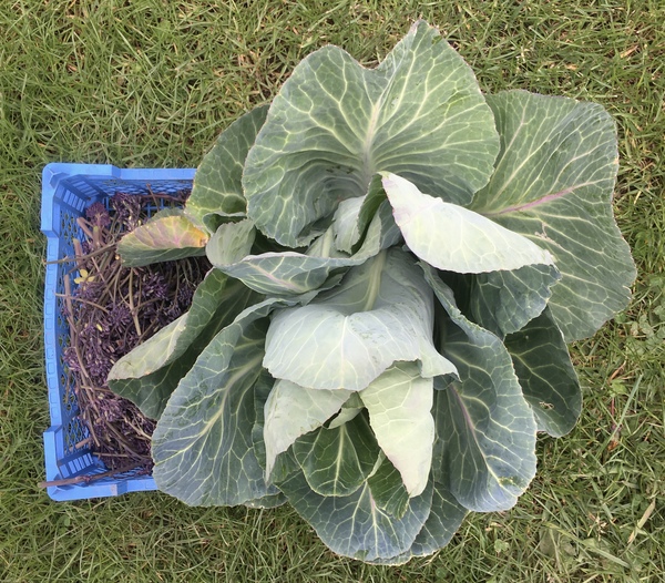 Allotment?Veg Patch Thread 13! Are we weathering the weather?