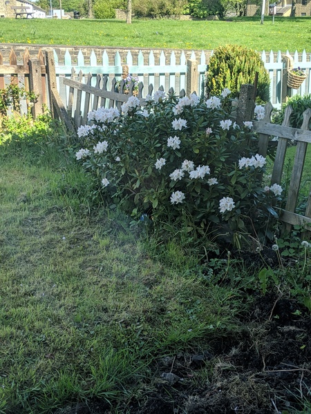 New home - what are the plants?