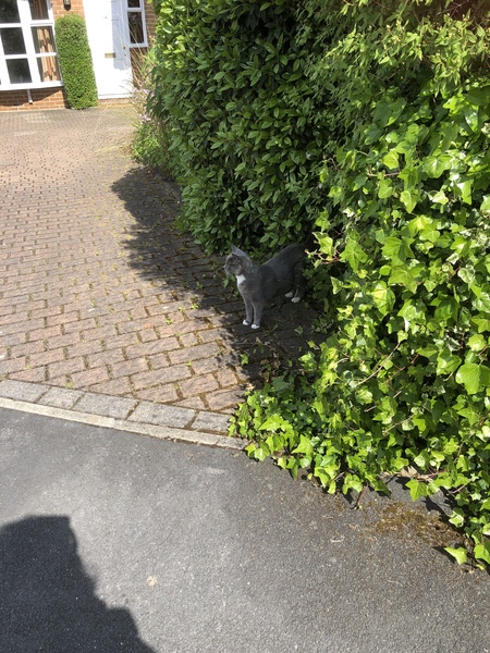 Introducing a new adult cat to the outside