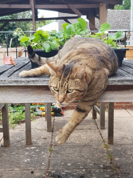 Next door's -thug- cat