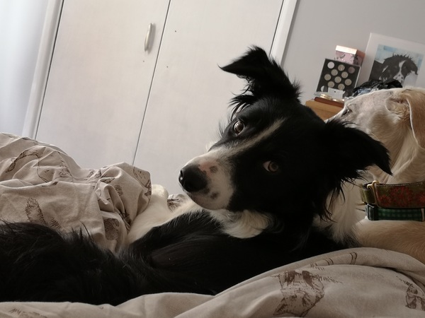 Do you sleep with your dog?