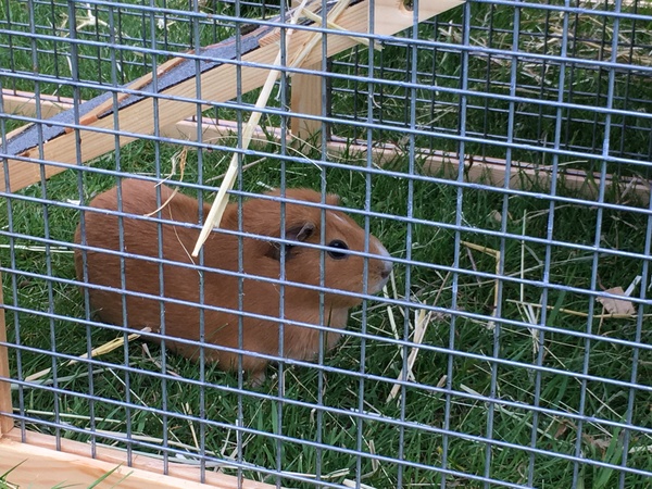 Whether to operate on Guinea Pig