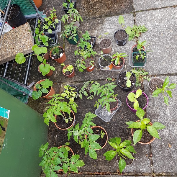 Allotment?Veg Patch Thread 13! Are we weathering the weather?