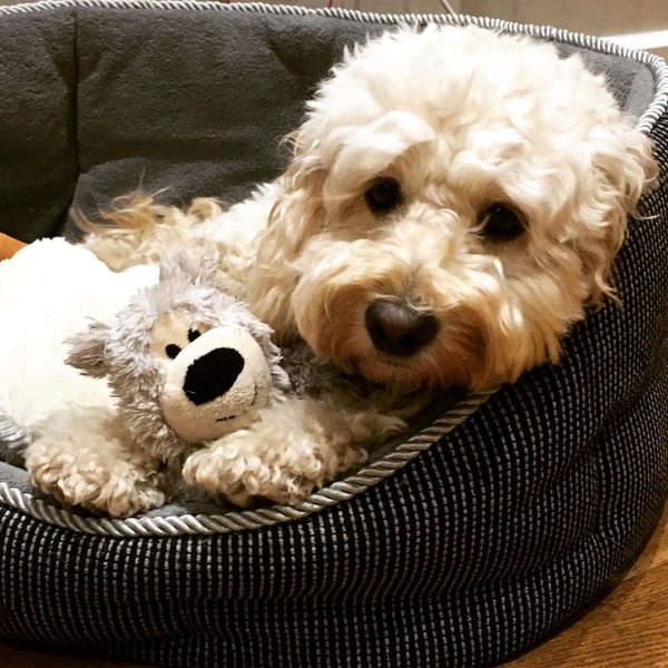 To get a rescue dog under my circumstances?