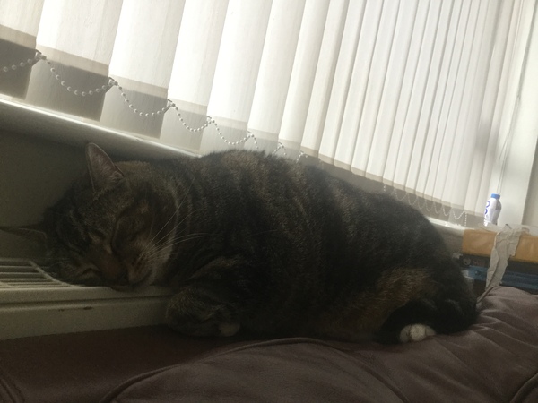 Your cat's favourite baked potato filling - testers here