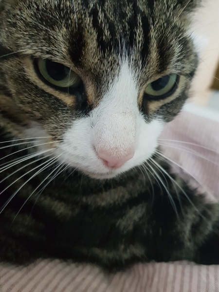 One chubby cat!