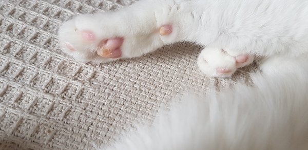 Dry paws
