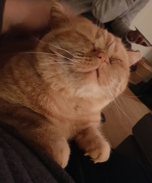Grumpy cat