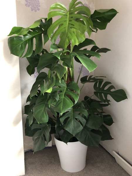 Hello! I’m Clive the cheeseplant.