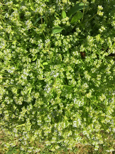 Can someone identify this please?