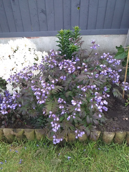 Plant ID please