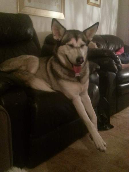Long sorry,  i think my dog needs another dog..