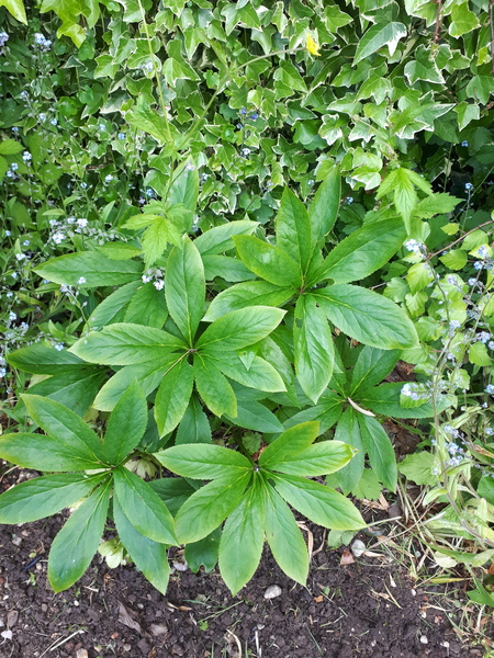 Are there any gardening experts here?