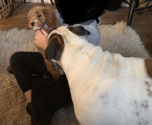 General Dog Chat 5