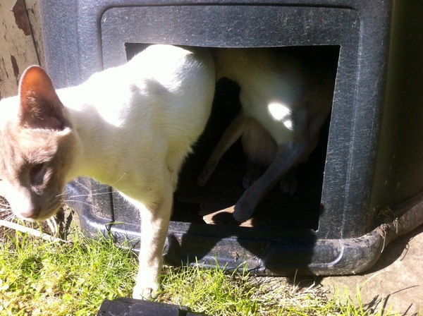 Westministenders: The Only Election That Matters - The Tory One