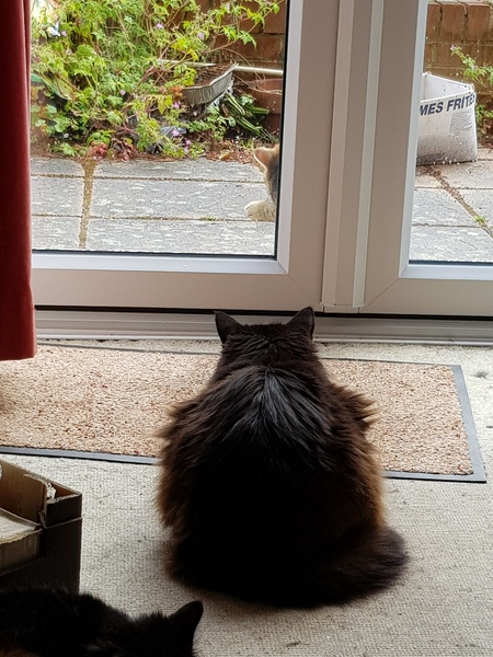 Next door's -thug- cat