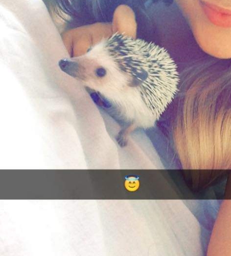 Please tell me all about having hedgehogs as pets