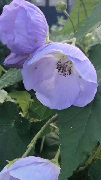 Can anyone help identify this plant please?