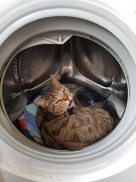 Should I be worried about my cat?