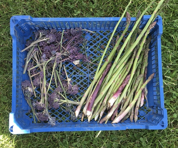 Allotment?Veg Patch Thread 13! Are we weathering the weather?