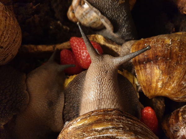 To not want DS to have 'pet' snails?