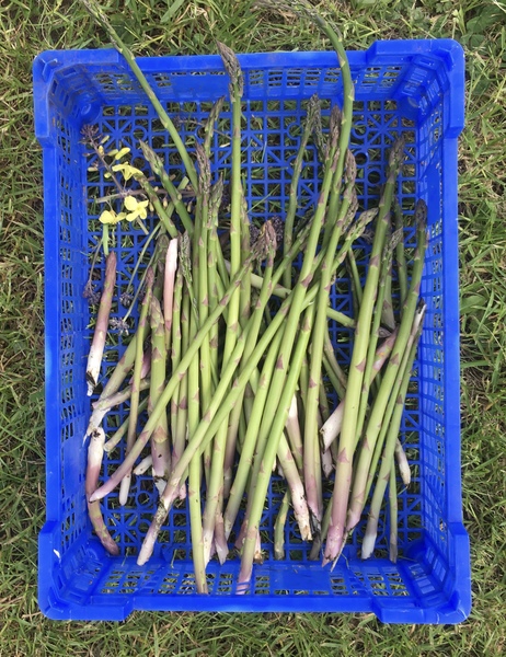 Allotment/Veg Patch Thread 14 ! growing into summer