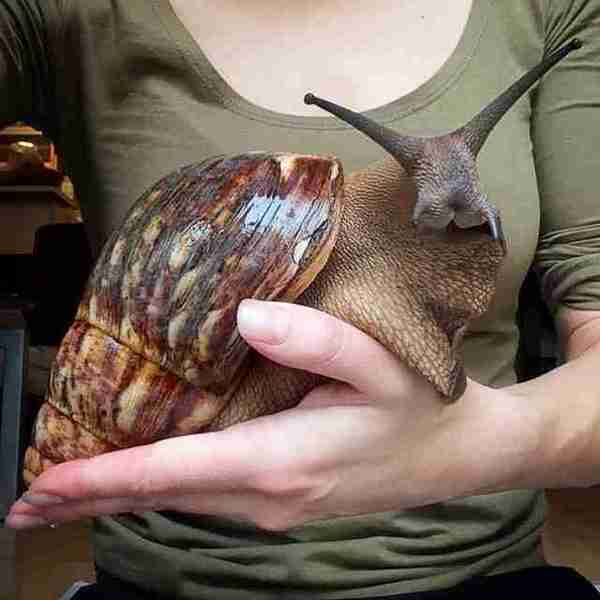 To not want DS to have 'pet' snails?