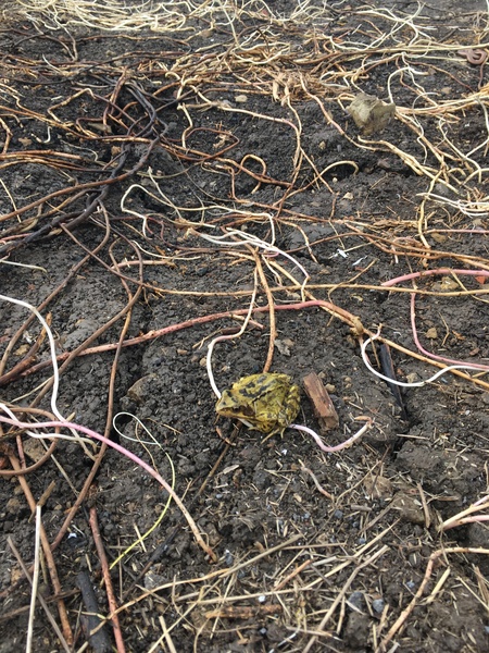 Allotment/Veg Patch Thread 14 ! growing into summer