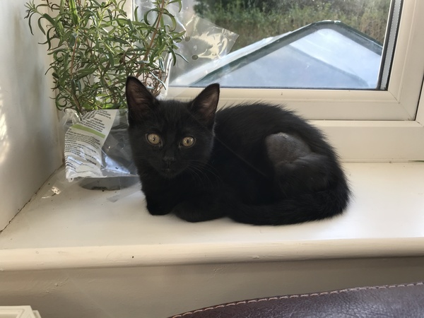 New kitten neutering and vaccination ages