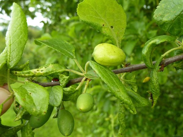 What is this fruit/veg (pic)