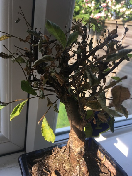 Bonsai tree help needed!