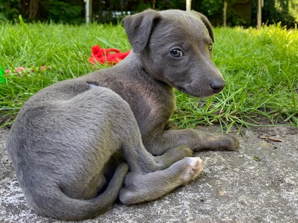 Please Help ! I have become the owner of a 6 week old whippet pup!