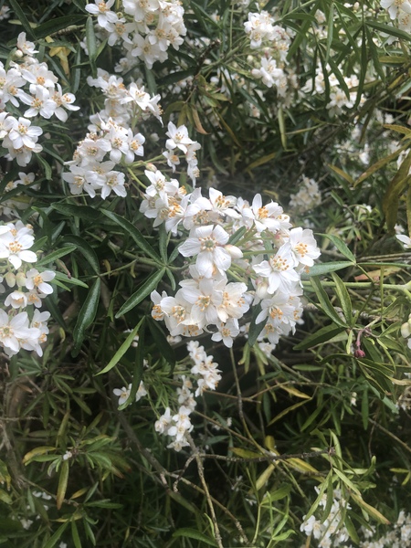 Which bush is this?