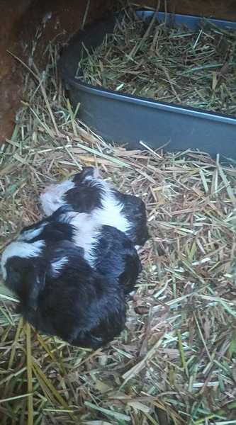 Huge Problem With Guinea Pigs