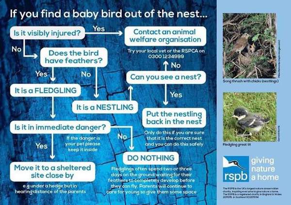 How to help baby swallow out of nest that can’t fly