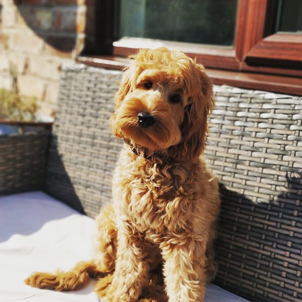 Show me your dogs