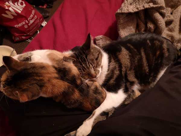 My cat is cheating on his partner.
