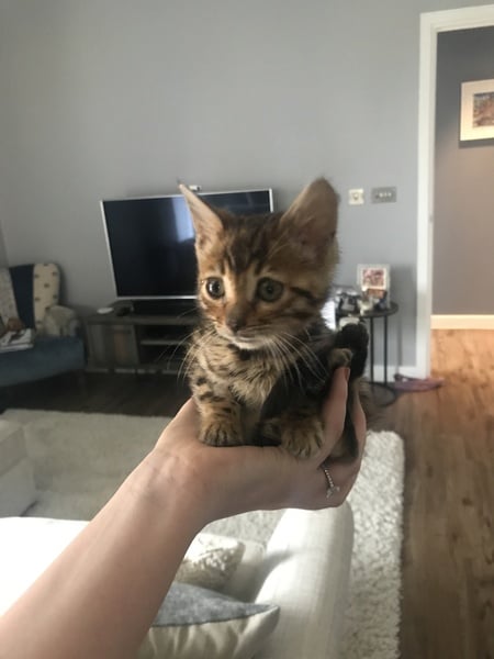 Is my kitten smaller than average?