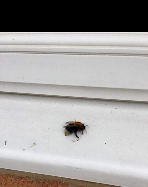 Bees in my birdhouse