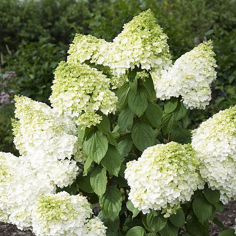 Does anyone know what this plant is?